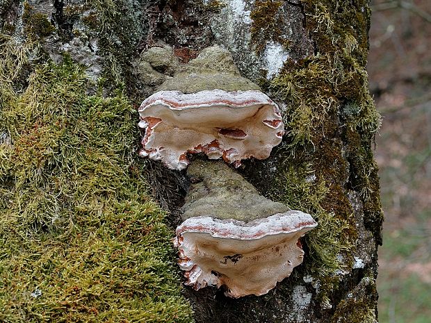 práchnovček pásikavý Fomitopsis pinicola (Sw.) P. Karst.