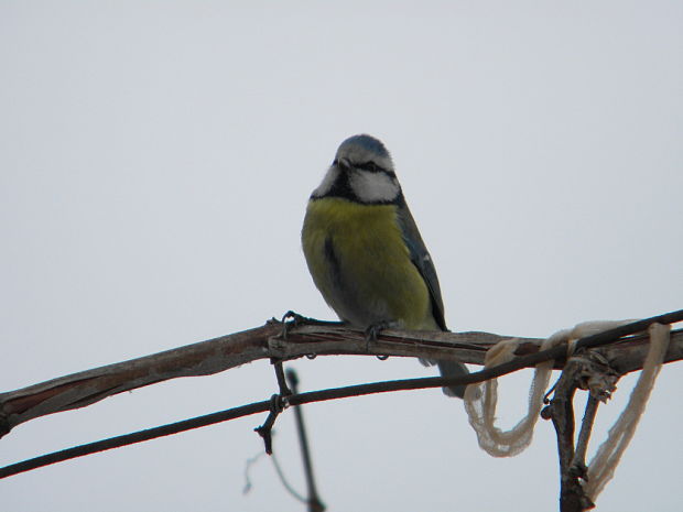 sýkorka belasá Parus caeurelus