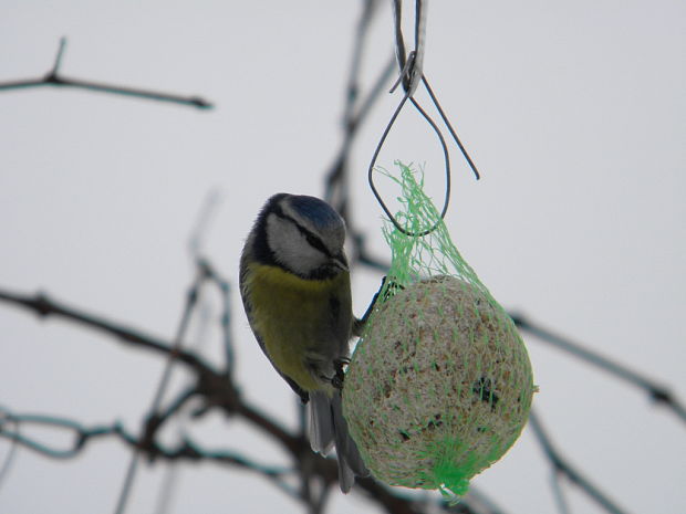 sýkorka belasá Parus caeurelus