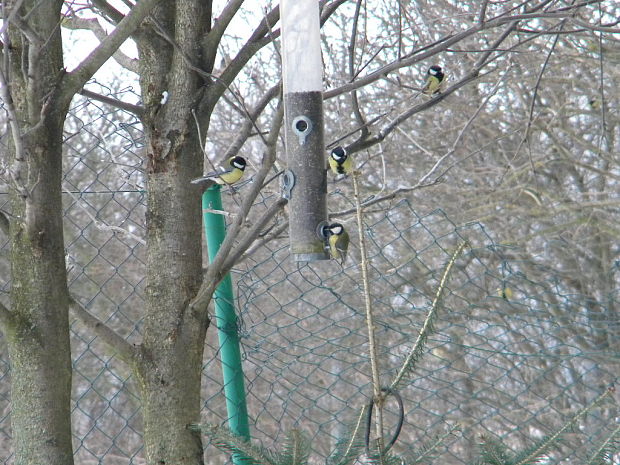 sýkorka bielolíca Parus major.