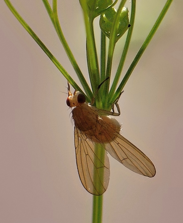 tieňovka Sapromyza sexpunctata Meigen, 1826