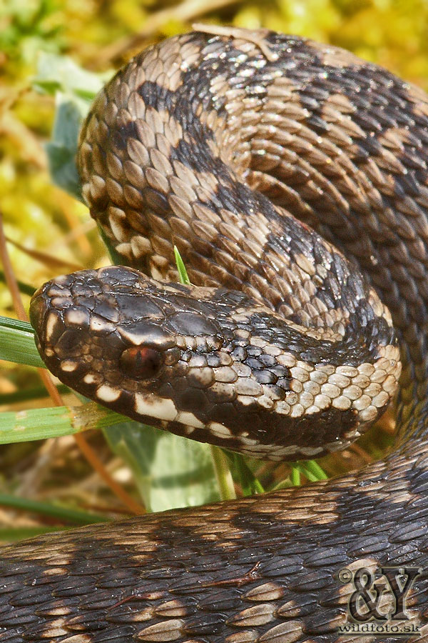 vretenica severná Vipera berus