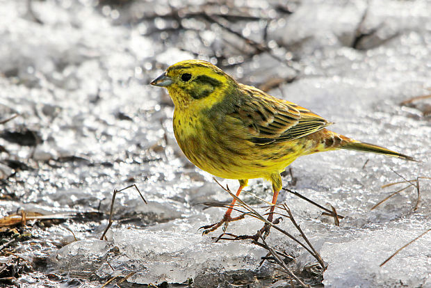 strnádka žltá  Emberiza citrinella