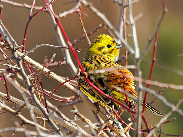 strnádka žltá   Emberiza citrinella