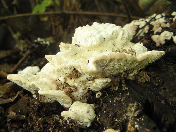 bazídiové huby Basidiomycota div.