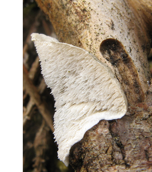 bazídiové huby Basidiomycota div.