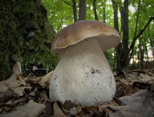 hríb smrekový Boletus edulis Bull.