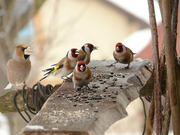 glezg hrubozobý Coccothraustes coccothraustes