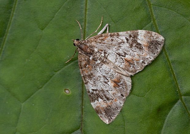 piadivka čučoriedková Dysstroma truncata