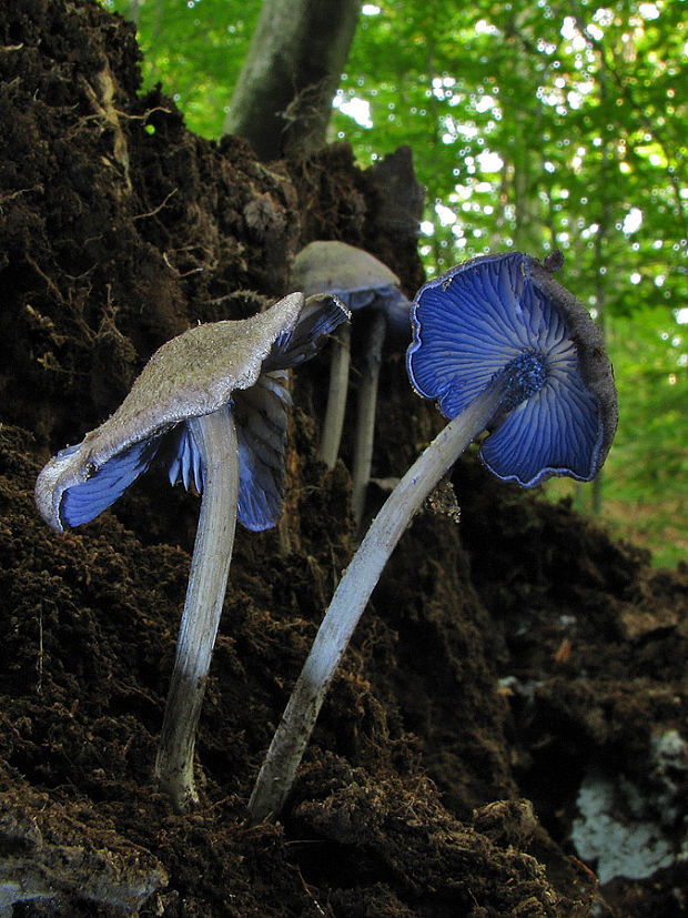 hodvábnica fialovomodrá Entoloma euchroum (Pers.) Donk