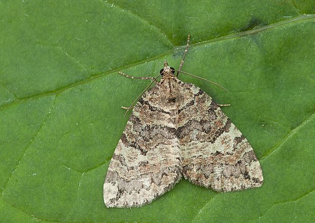 piadivka rakytová Hydriomena furcata