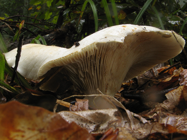 rýdzik korenistý Lactarius piperatus (L.) Pers.