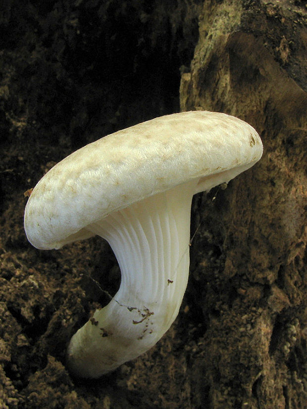 hliva dubová Pleurotus dryinus (Pers.) P. Kumm.