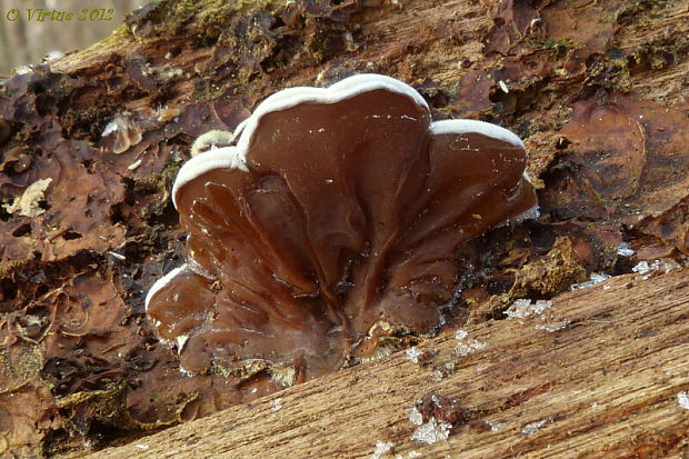 uchovka pásikavá Auricularia mesenterica (Dicks.) Pers.