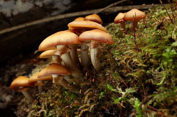 kapucňovka okrovohnedastá Galerina marginata (Batsch) Kühner