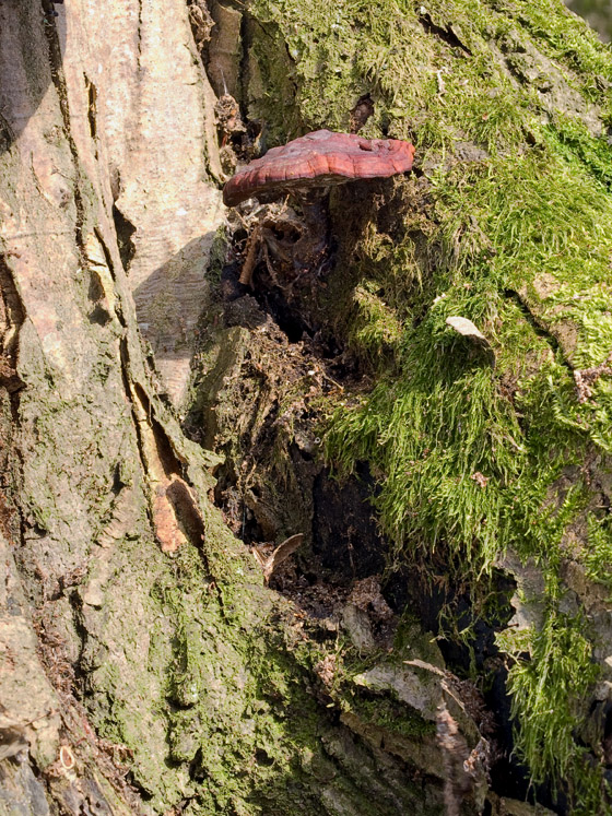 lesklokôrovka obyčajná Ganoderma lucidum (Curtis) P. Karst.