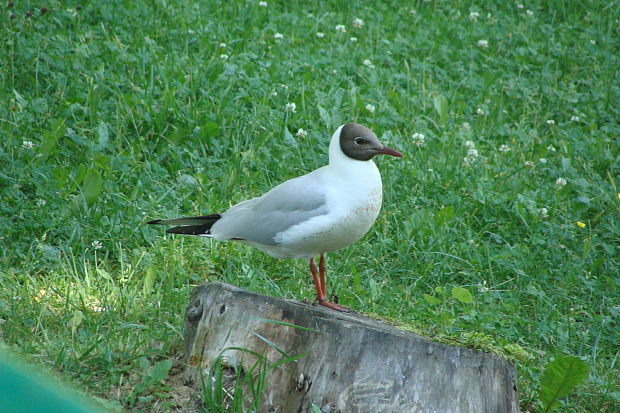 čajka smejivá Larus ridibundus