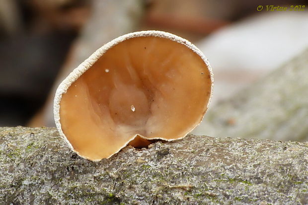 škľabka plstnatá Schizophyllum amplum (Lév.) Nakasone