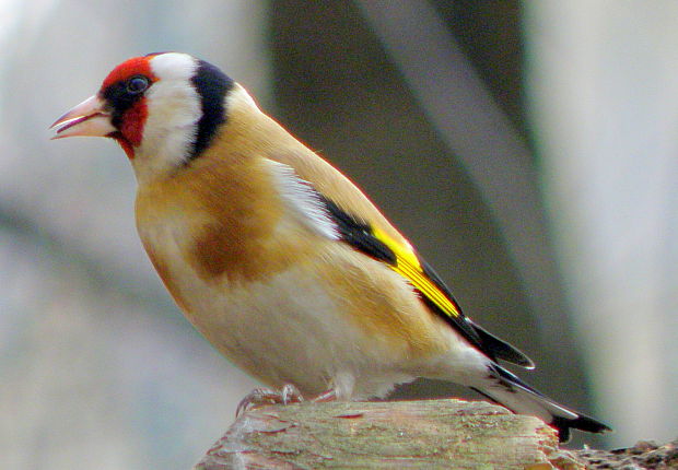 stehlík obyčajný  Carduelis carduelis