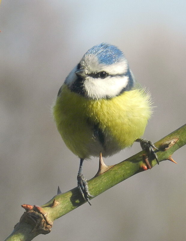 sýkorka  belasá Cyanistes caeruleus