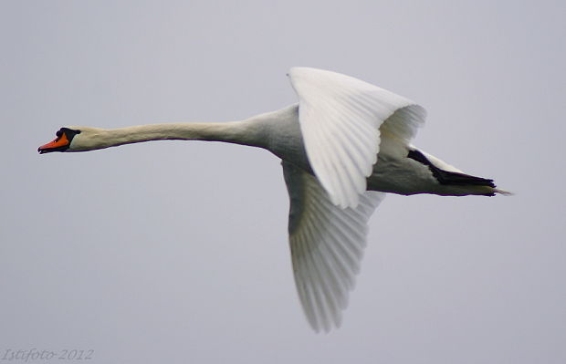 labuť Cygnus olor