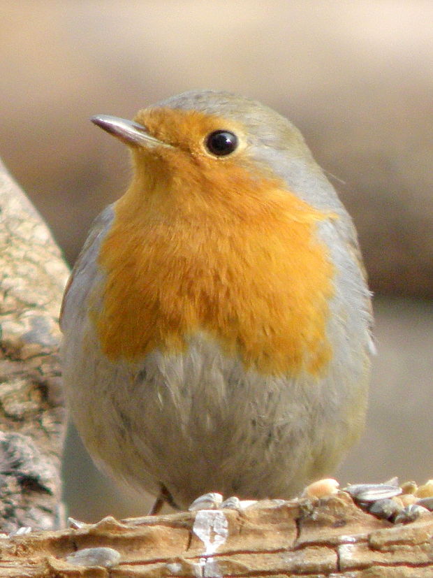 slávik - červienka  Erithacus rubecula