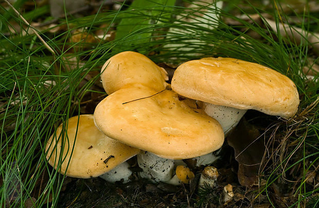 jelenka poprehýbaná Hydnum repandum L.