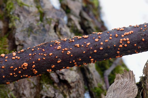 hlivka červená Nectria cinnabarina (Tode) Fr.