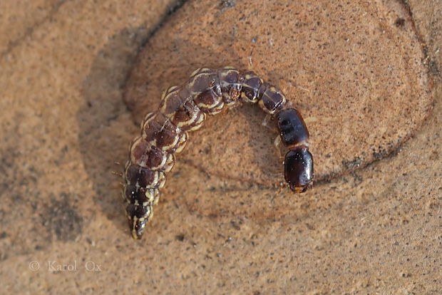 dlhokrčka (larva) Phaeostigma sp.