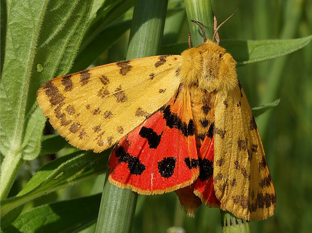 spriadač purpurový Rhyparia purpurata (Linnaeus, 1758)