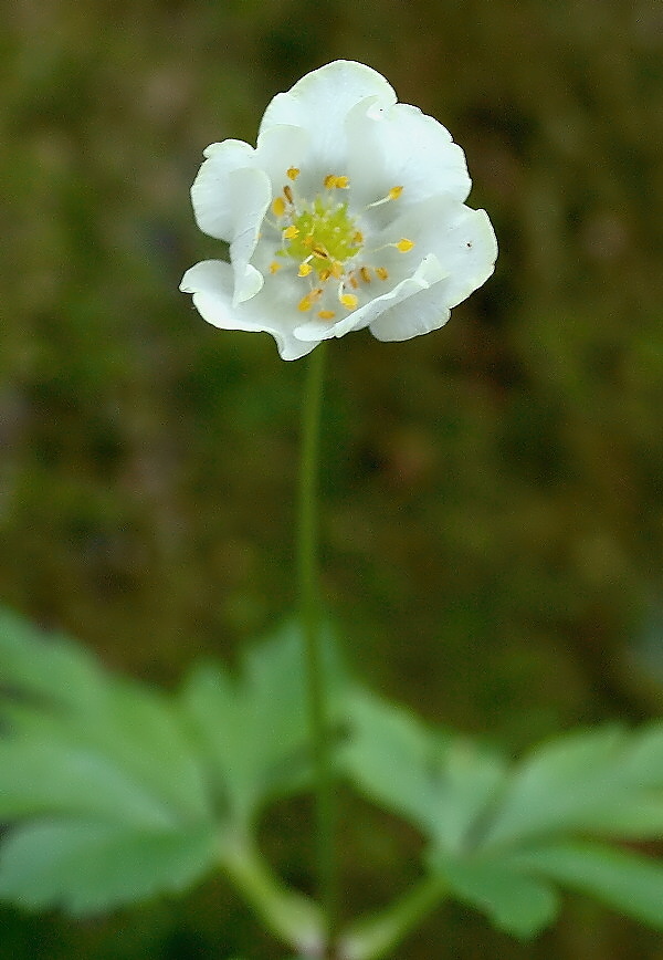 veternica hájna Anemone nemorosa L.