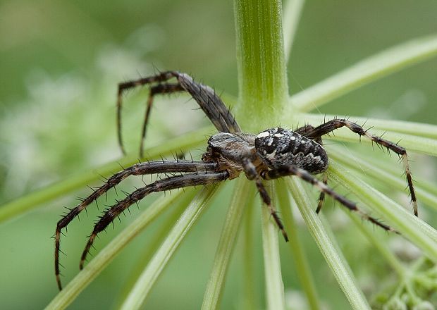 križiak obyčajný Araneus diadematus