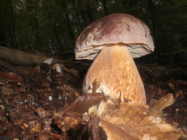 hríb sosnový Boletus pinophilus Pil. et Dermek in Pil.