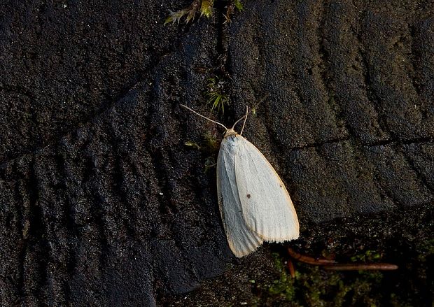 lišajníkovec belavý Cybosia mesomella