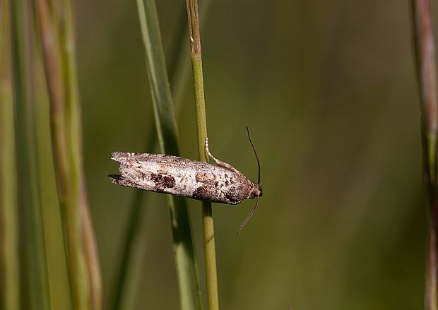 Epiblema cf. sarmatana