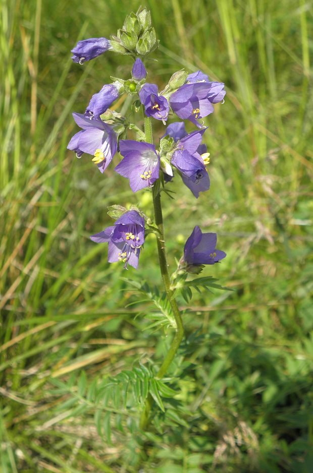 vojnovka belasá Polemonium caeruleum L.