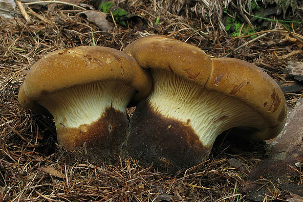 čechračka tmavohlúbiková Tapinella atrotomentosa (Batsch) Šutara