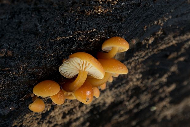 plamienka Flammulina sp.