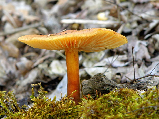 plamienka Flammulina sp.