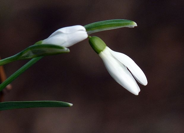 snežienka jarná Galanthus nivalis L.