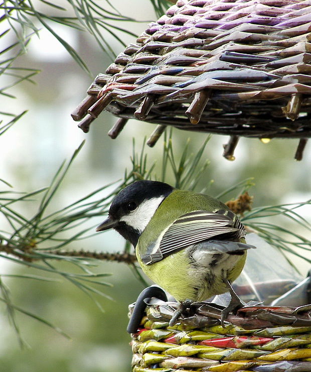 sýkorka bielolíca Parus major