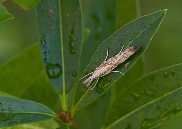 trávovec kostravový Pediasia contaminella