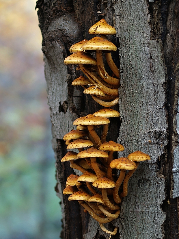 šupinovka slizká Pholiota adiposa (Batsch) P. Kumm.