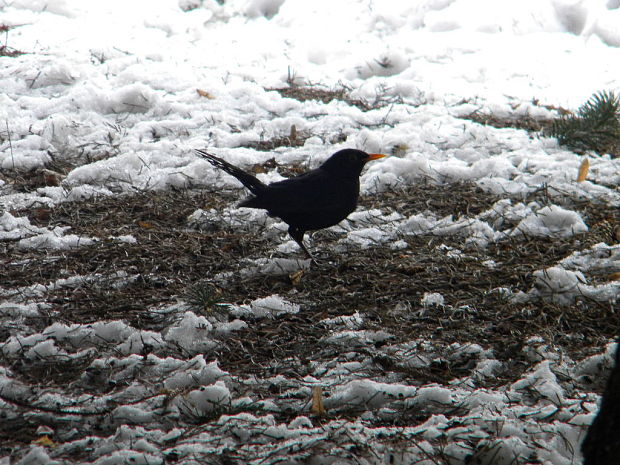 drozd čierny  Turdus meula