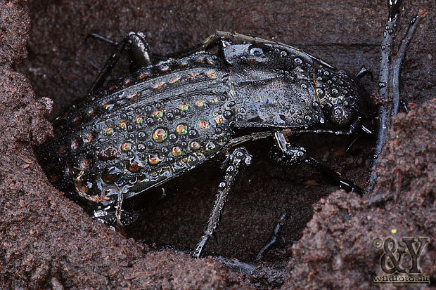 bystruška Carabus clatratus