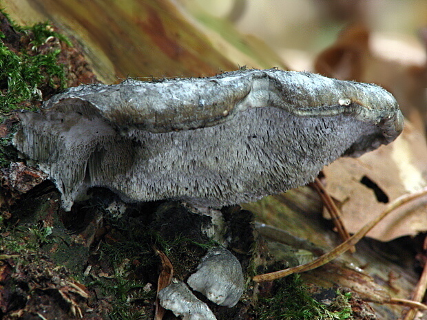 šťavnatec modrastý Cyanosporus caesius (Schrad.) McGinty