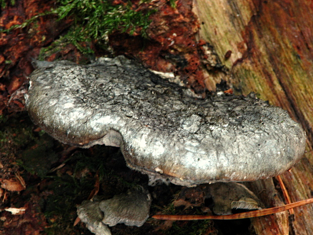 šťavnatec modrastý Cyanosporus caesius (Schrad.) McGinty