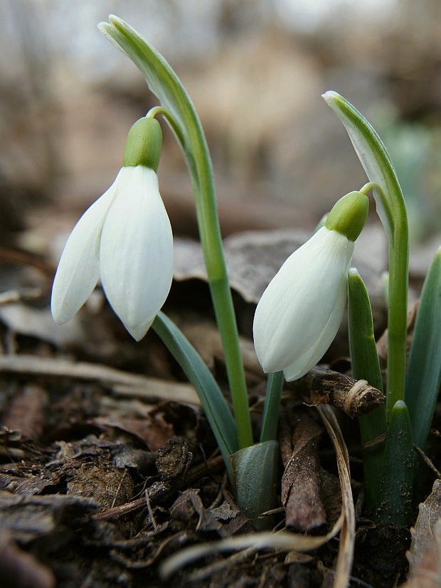 snežienka jarná Galanthus nivalis L.