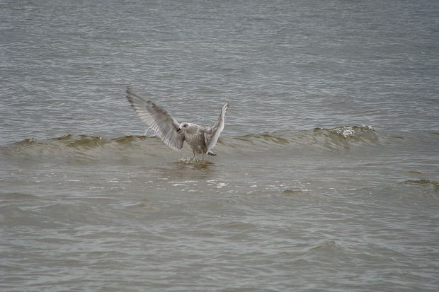 čajka bielohlavá Larus cachinnans