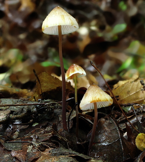 prilbička šafranová Mycena crocata (Schrad.) P. Kumm.